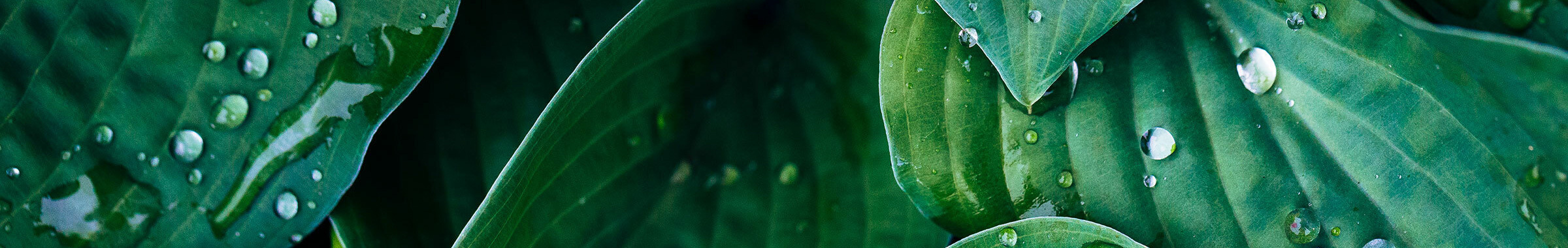 Green leaf on rainy day close up